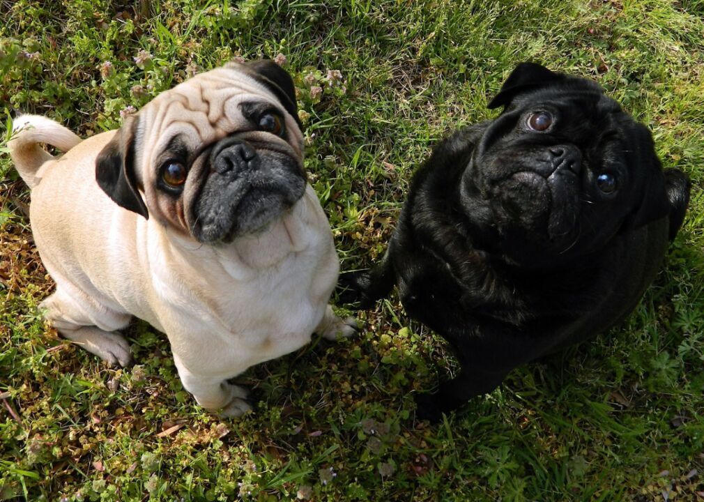 #31. Pugs